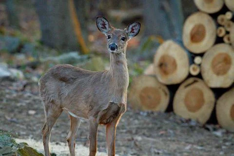 Button buck woods Stock Photos
