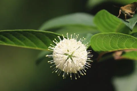 Button-bush flower,close-up Stock Photos