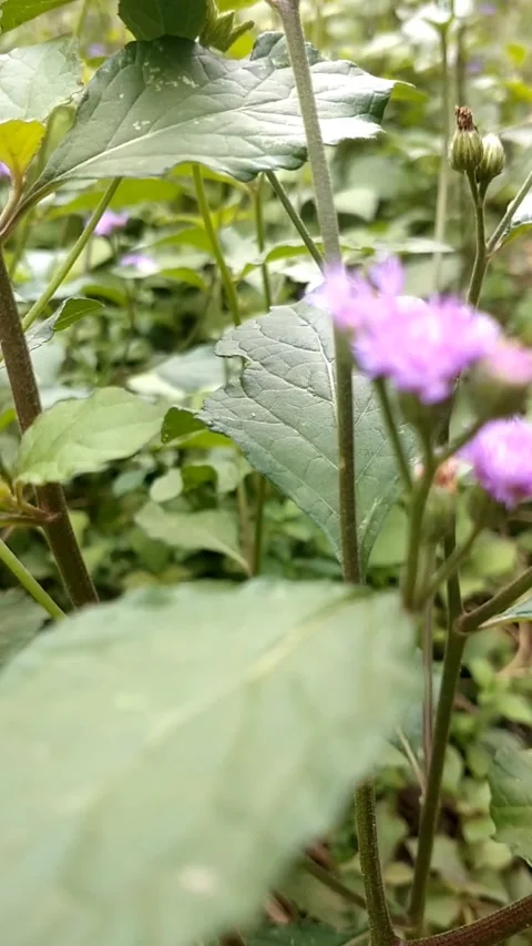 Button flower or button flower Stock Footage 326097850