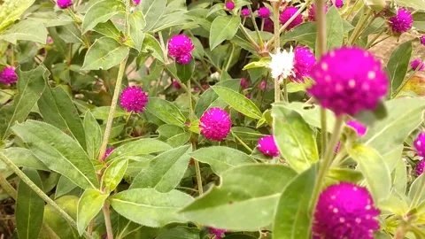 Button Flower (or Gomphrena globosa) Stock Footage 327589138