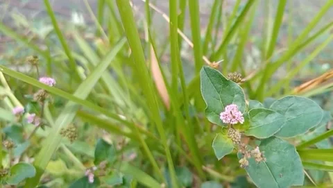 Button grass plant oval green leaves. Stock Footage 331703448