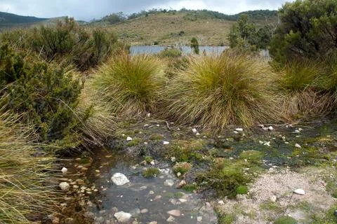 Button grass surrounded by water with lake in background Stock Photos