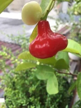 Button guava 库存照片