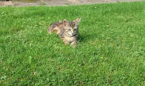 Button in the hall Foto stock