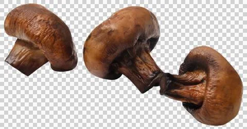 Button mushroom fried Stock Photos