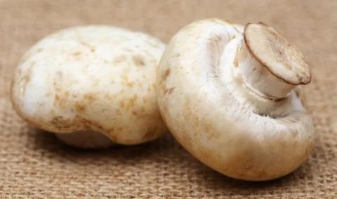 Button Mushroom Stock Photos