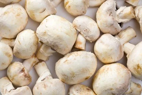 Button mushrooms Stock Photos