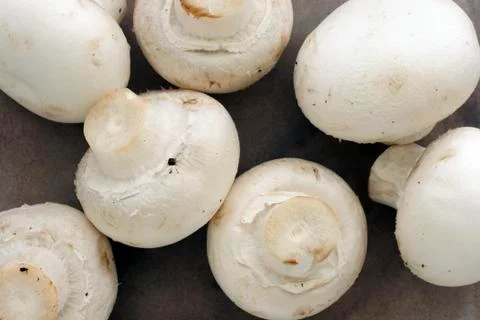 Button mushrooms Stock Photos
