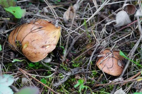 Button mushrooms Stock Photos