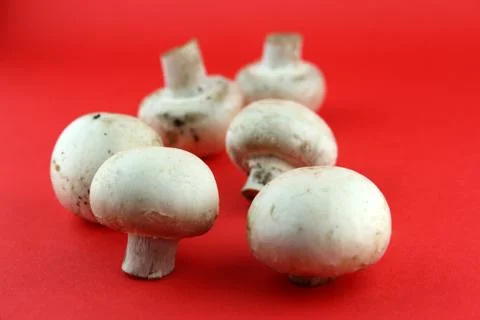 Button mushrooms Stock Photos