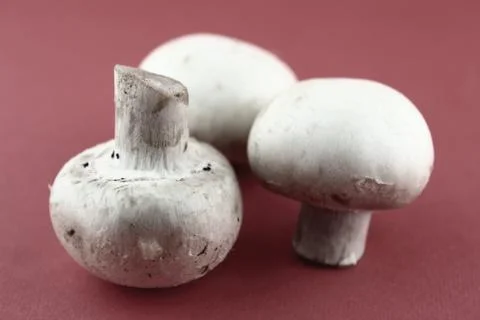 Button mushrooms Stock Photos