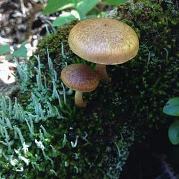 As a button Stock Photos