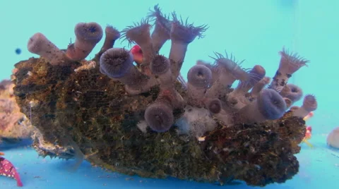 Button Polyps Feeding Timelapse Stock Footage 66394033