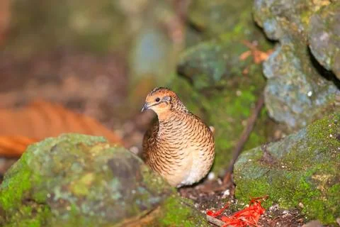 Button quail bird in the middle of rocks Stock Photos