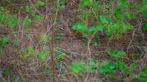 Button quail feeding on ground, top view Stock Footage 322570465