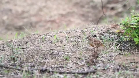 Button quail running around on the landscape of Jawai national park Stock Footage 280113148