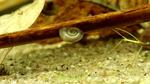 Button Sprite snail (Menetus opercularis) underwater  Video stock 301350562