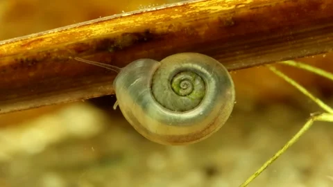 Button Sprite snail (Menetus opercularis) underwater  Video stock 301350565