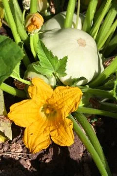 Button squash (baby marrow) fruit and flower on the vine Stock Photos