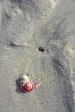 Button top shells on the beach, Hua Hin, Thailand Stock Photos