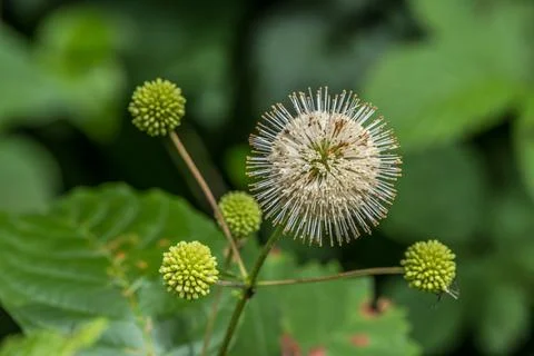 Buttonbush flower closeup Stock Photos