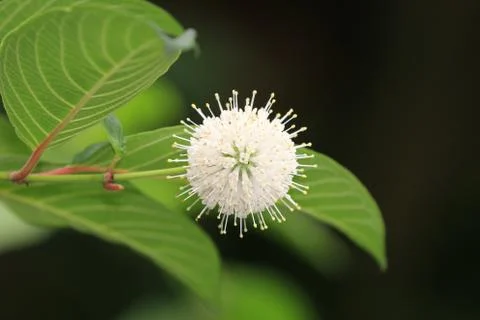 Buttonbush flower Stock Photos