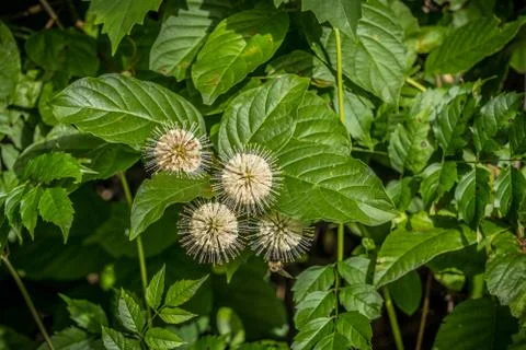 Buttonbush plant in bloom Stock Photos