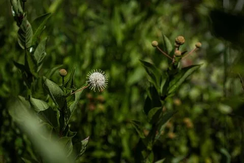Buttonbush Plant Open Bloom and Buds Native Wildflower Florida Stock Photos