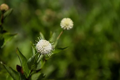 Buttonbush Wildflower Spherical Bloom Native Plant Florida Stock Photos