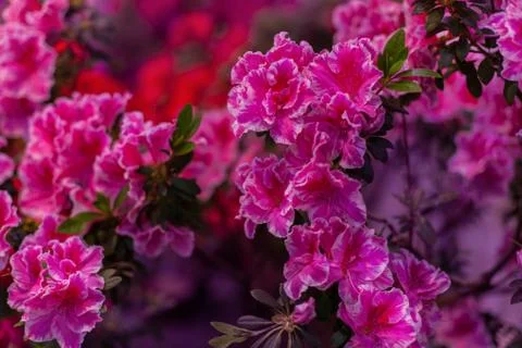 Buttons of beautiful azalea. Stock Photos