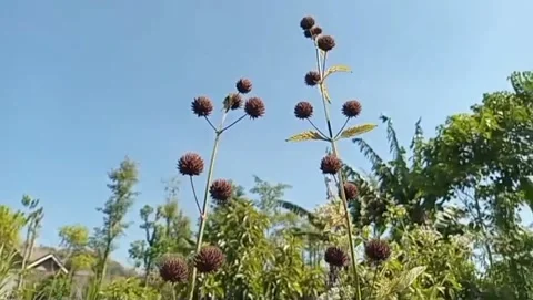 Buttonweed flowers against a blue sky background. 스톡 동영상 339203133