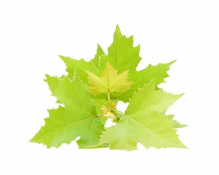 Buttonwood leaf isolated on white background Foto stock