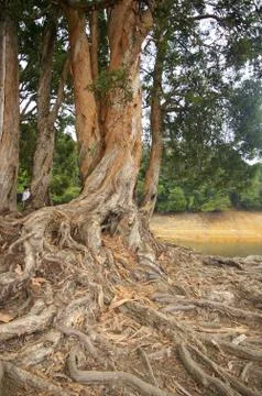 Buttress root in forest Stock Photos