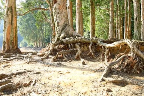 Buttress root on the ground Stock Photos