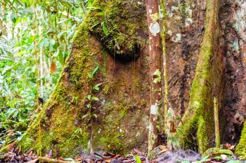 Buttress root of rain forest tree in Brazil Stock Photos