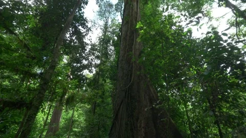 Buttress Root Tree Tilt Up Reveal Stock Footage 344096784