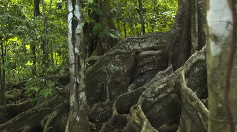 Buttress roots of large tropical tree Stock Footage 53034296