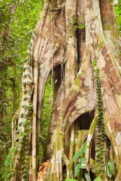Buttress tree roots in rainforest Stock Photos