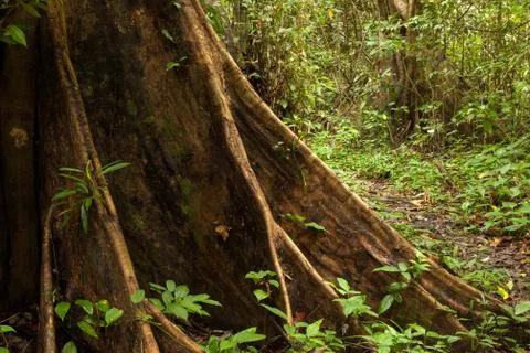 Buttress tree roots in rainforest Stock Photos