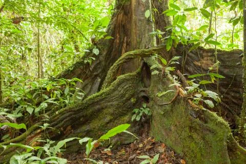 Buttress tree roots in rainforest Stock Photos