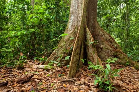 Buttress tree roots in rainforest Stock Photos