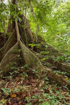 Buttress tree roots in rainforest Stock Photos