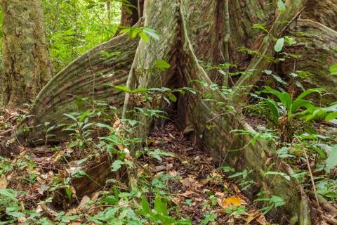 Buttress tree roots in rainforest Stock Photos