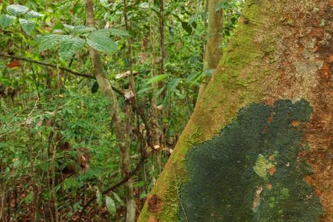 Buttress tree roots in rainforest Stock Photos