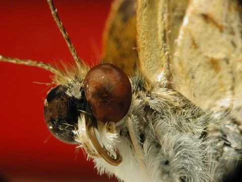 BUTTTERFLY IN SUPER MACRO Stock Photos