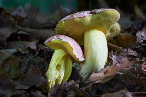 Butyriboletus regius Stock Photos