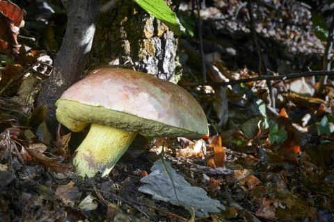 Butyriboletus regius Stock Photos