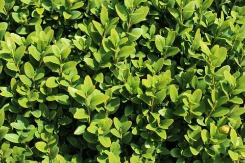 Bux leaves in the garden Stock Photos
