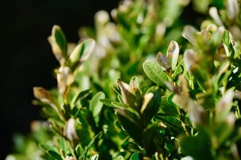 Buxus (box) leafs close up Stock Photos