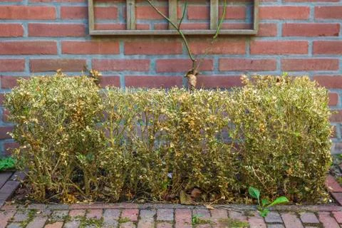 Buxus destroyed by the Box tree moth caterpillar, Cydalima perspectalis, Stock Photos